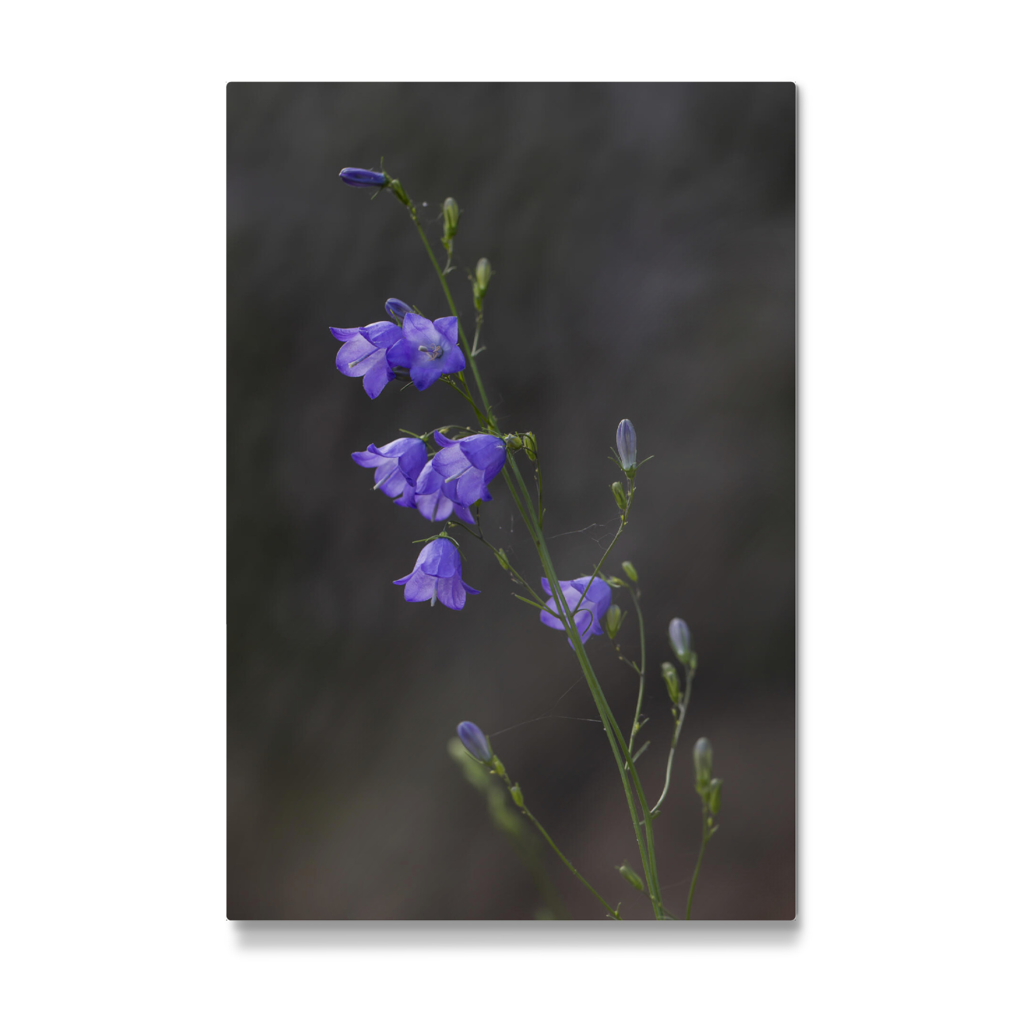 Galerie-Print "Glockenblume" 30x20 cm artboxONE