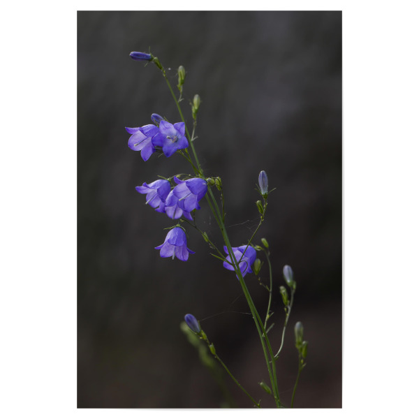 Poster 30x20 cm "Glockenblume" artboxONE - Natur,Floral