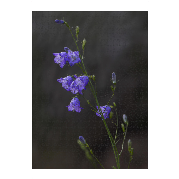 Puzzle Ravensburger "Glockenblume" artboxONE - Natur,Floral
