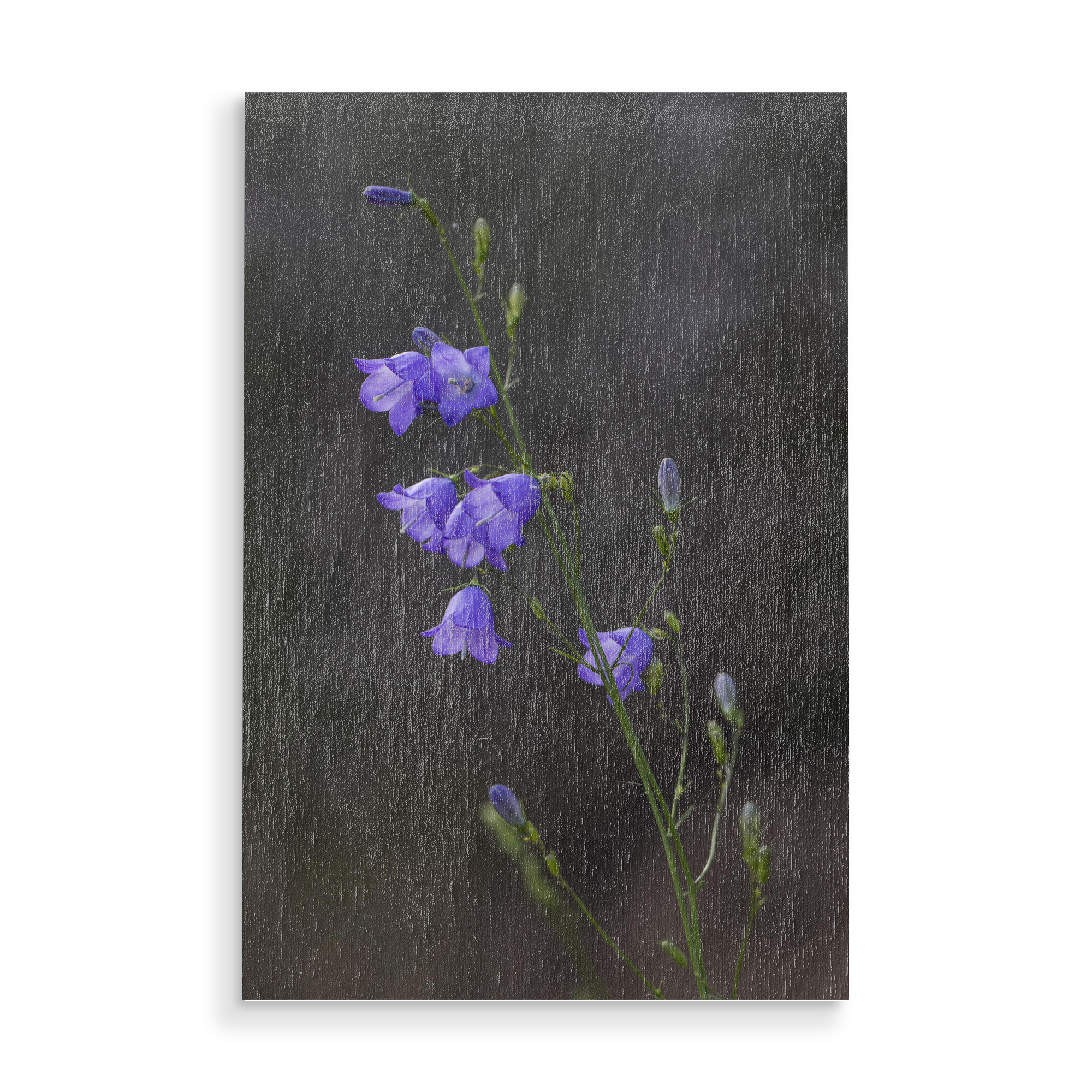 Holzbild "Glockenblume" artboxONE - Natur,Floral