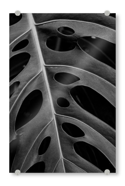 Acrylglasbild "MONSTERA BW" artboxONE - Natur