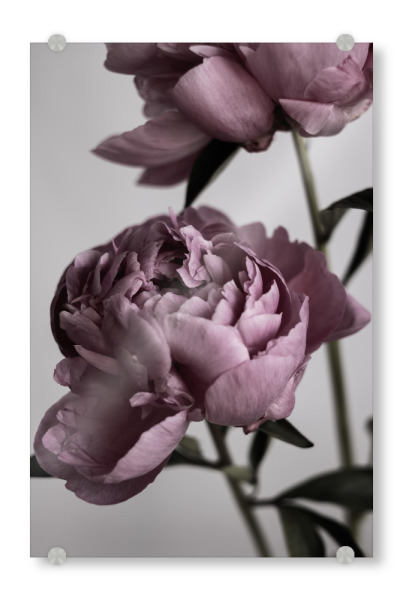 Acrylglasbild "Dusty Pink Peonies" artboxONE - Natur,Floral