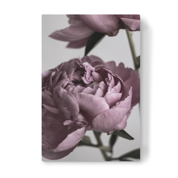 Leinwandbild "Dusty Pink Peonies" artboxONE - Natur,Floral