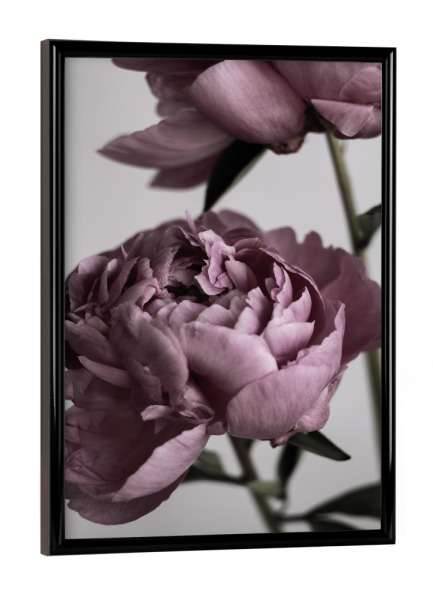 Poster mit schwarzem Rahmen "Dusty Pink Peonies" artboxONE - Natur,Floral