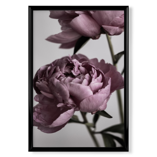 Dusty Pink Peonies