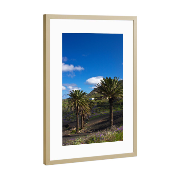 Poster mit Rahmen Gold "Palmen auf Lanzarote" artboxONE - Natur,Reise,Reise / Länder