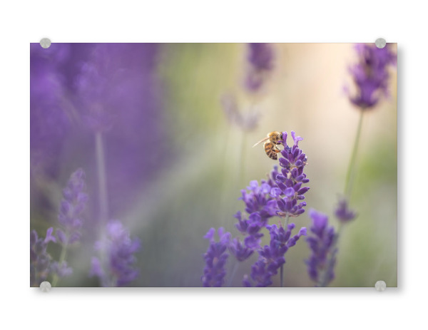 Acrylglasbild "Lavandula" artboxONE - Natur,Floral,Tiere