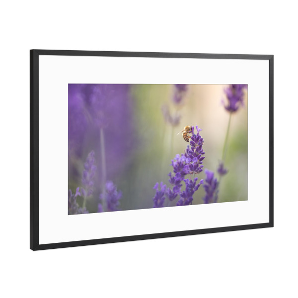 Poster mit Rahmen Schwarz (Metallic) "Lavandula" artboxONE - Natur,Floral,Tiere