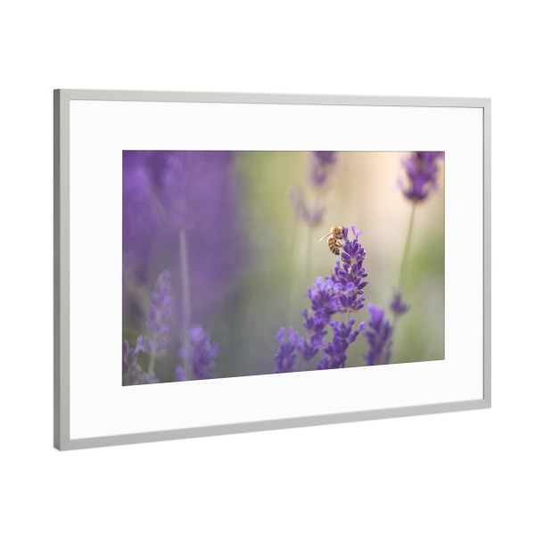 Poster mit Rahmen Silber "Lavandula" artboxONE - Natur,Floral,Tiere