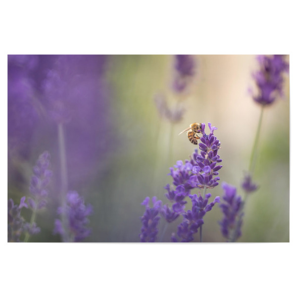 Poster "Lavandula" artboxONE - Natur,Floral,Tiere