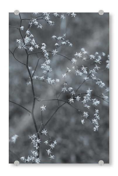 Acrylglasbild "Little White" artboxONE - Natur - Photography,Plant,Flowers,Floral,Garden,Botanical,Pflanze,Natur,Nature,Minimal,Minimalistisch