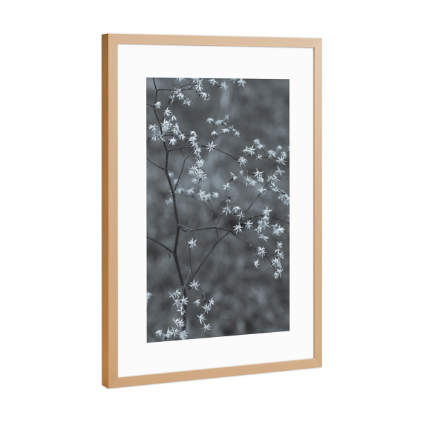 Poster mit Rahmen Kupfer "Little White" artboxONE - Natur