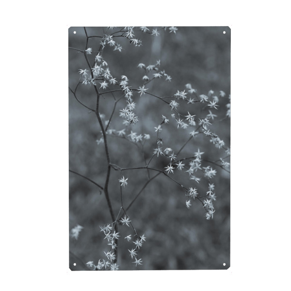 Holzbild "Little White" artboxONE - Natur - Photography,Plant,Flowers,Floral,Garden,Botanical,Pflanze,Natur,Nature,Minimal,Minimalistisch