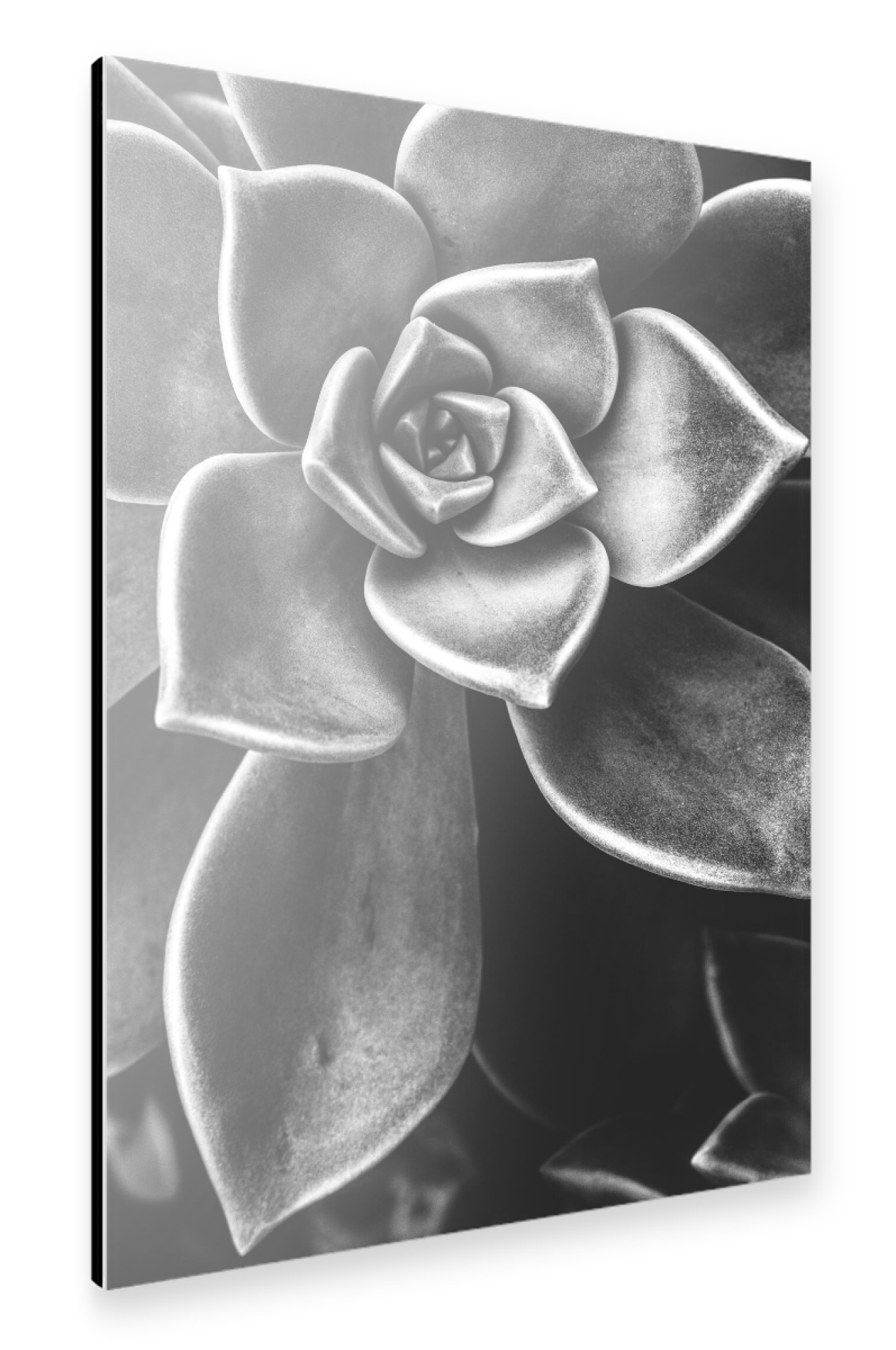 Alu-Dibond "BW SUCCULENT" 75x50 cm artboxONE
