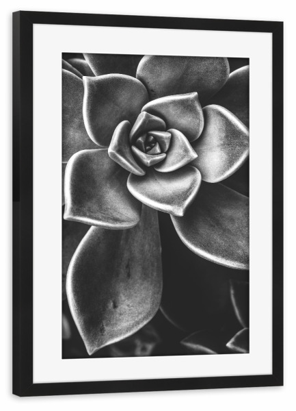 Poster mit Rahmen schwarz "BW SUCCULENT" artboxONE - Natur,Schwarzweiß