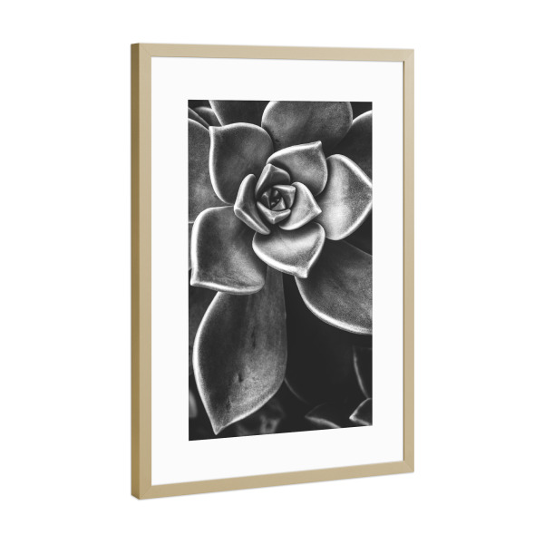 Poster mit Rahmen Gold "BW SUCCULENT" artboxONE - Natur,Schwarzweiß