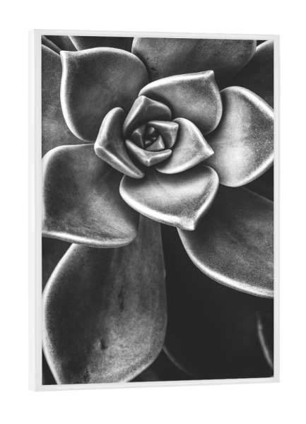 Poster mit weißem Rahmen "BW SUCCULENT" artboxONE - Natur,Schwarzweiß