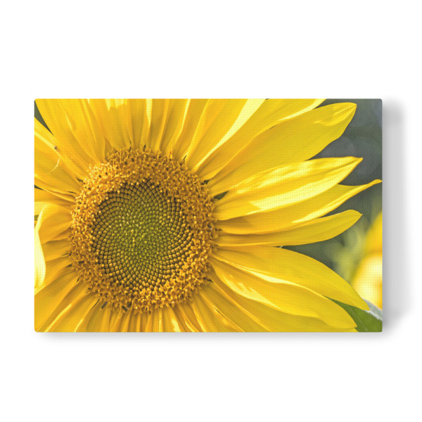 Leinwandbild "Sonnenblumenblüte" artboxONE - Natur,Floral