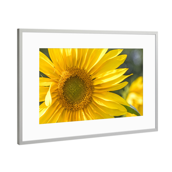 Poster mit Rahmen Silber "Sonnenblumenblüte" artboxONE - Natur,Floral