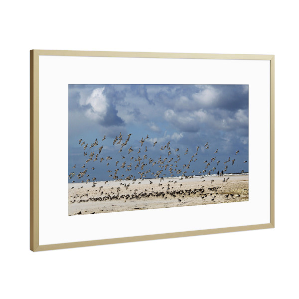 Poster mit Rahmen Gold "Vögel am Nordseestrand" artboxONE - Natur,Reise,Reise / Länder