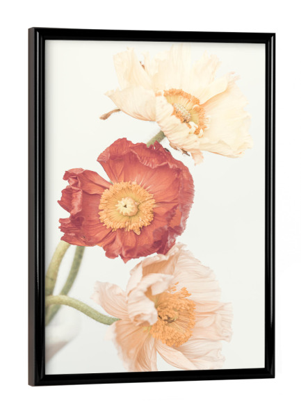 Poster mit schwarzem Rahmen "Poppies in bloom" artboxONE - Floral