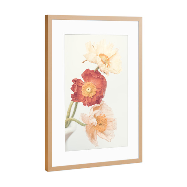 Poster mit Rahmen Kupfer "Poppies in bloom" artboxONE - Floral