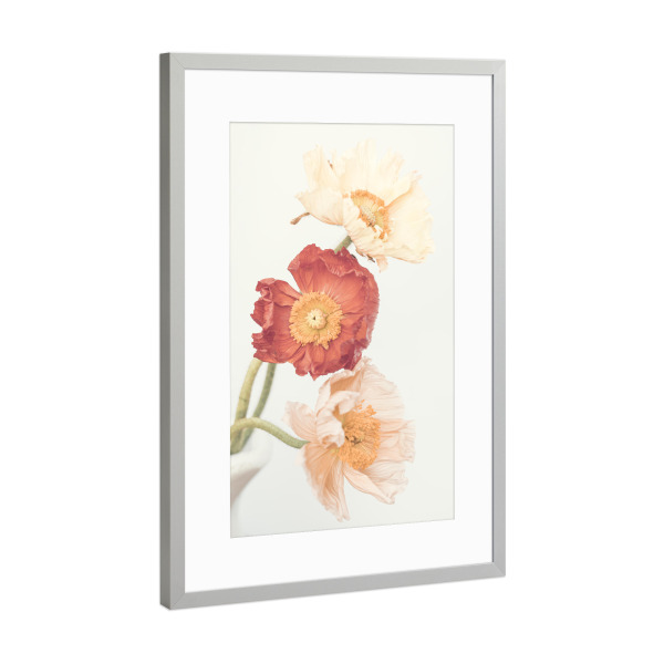 Poster mit Rahmen Silber "Poppies in bloom" artboxONE - Floral