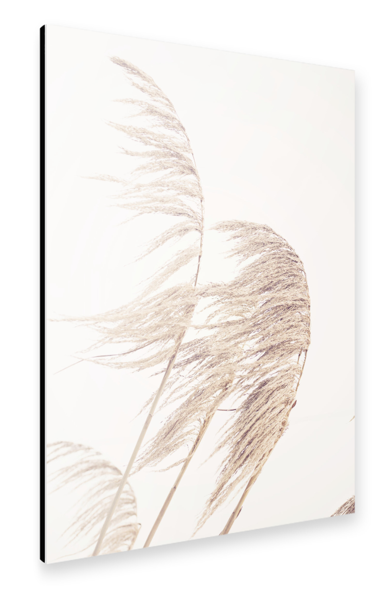 Alu-Dibond "Autumn Pampas" 75x50 cm artboxONE
