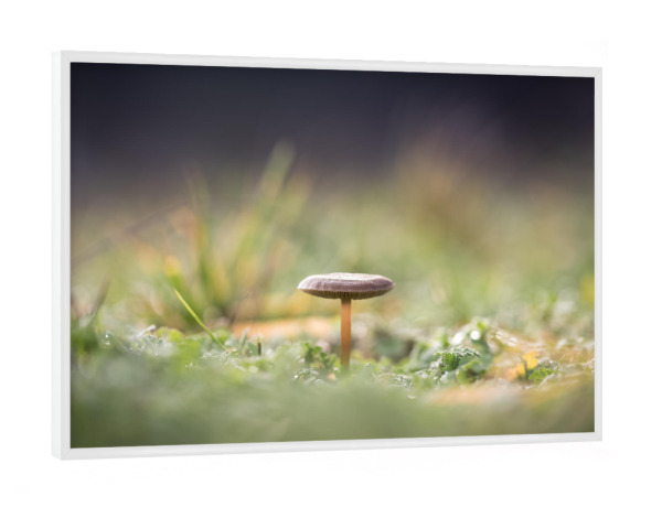 Poster mit weißem Rahmen "Pilzchen" artboxONE - Natur