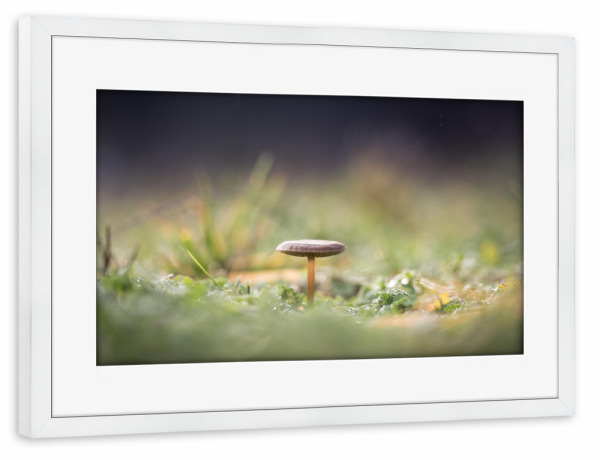 Poster mit Rahmen weiß "Pilzchen" artboxONE - Natur