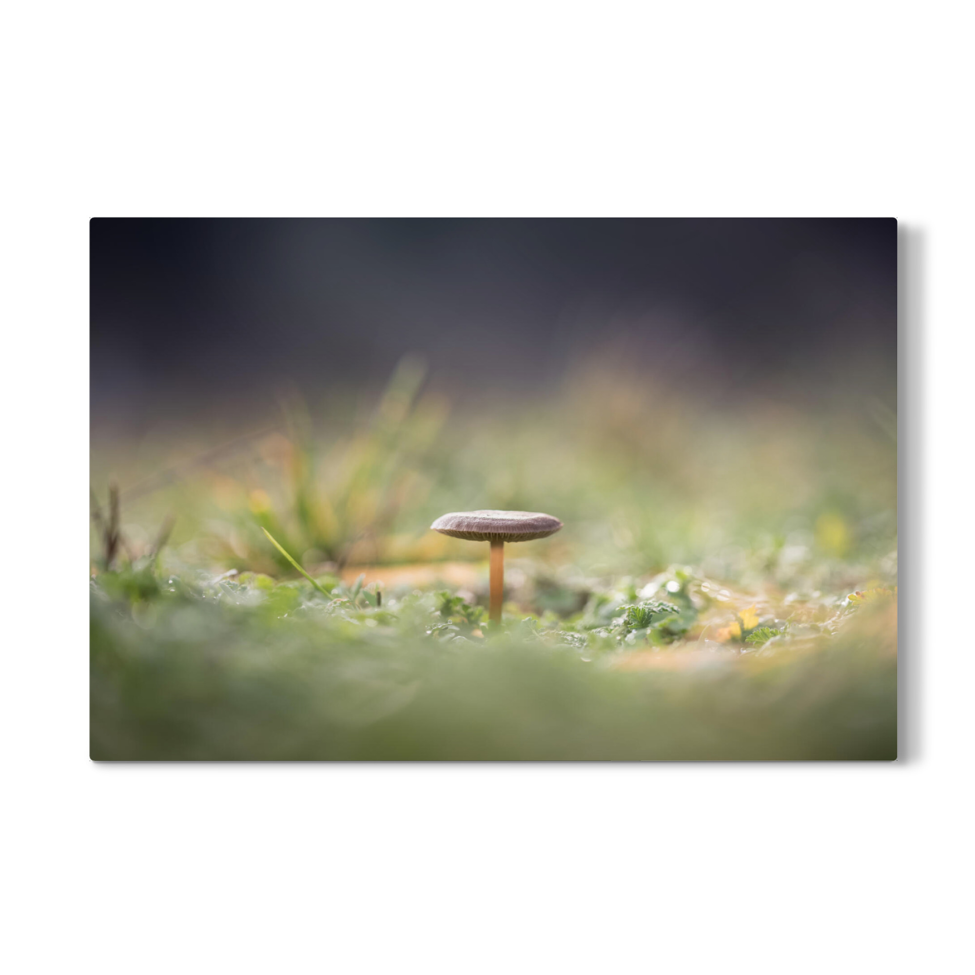 Galerie-Print "Pilzchen" 75x50 cm artboxONE