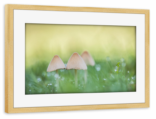Poster mit Rahmen kiefer "Kleine Pilze" artboxONE - Natur