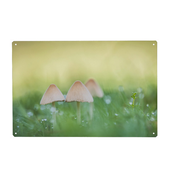 Holzbild "Kleine Pilze" artboxONE - Natur