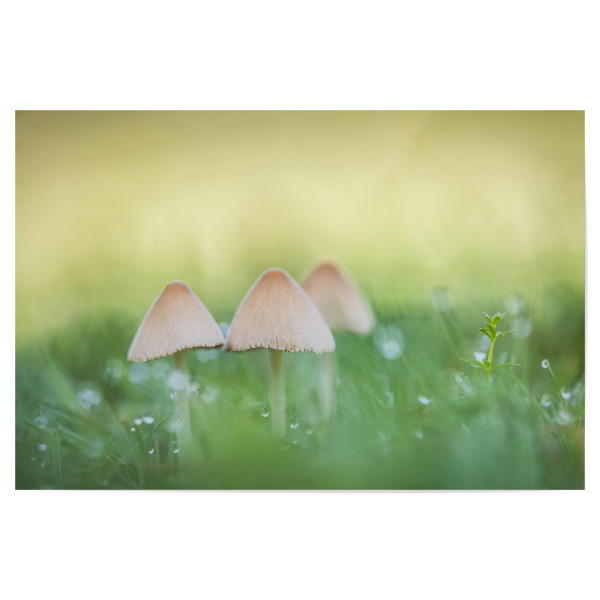 Poster 30x20 cm "Kleine Pilze" artboxONE - Natur