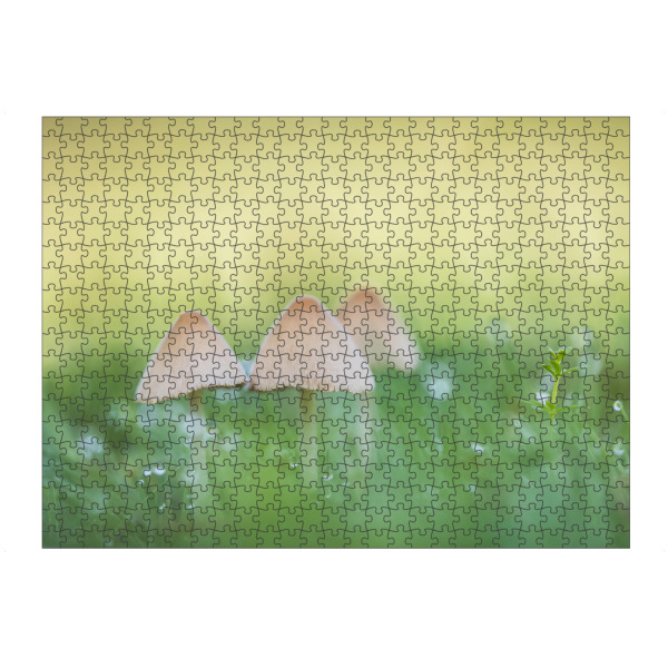 artboxONE Puzzle "Kleine Pilze" artboxONE - Natur