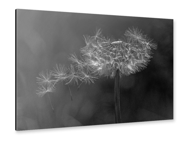 Alu-Dibond "Vom Wind verweht" 30x20 cm artboxONE
