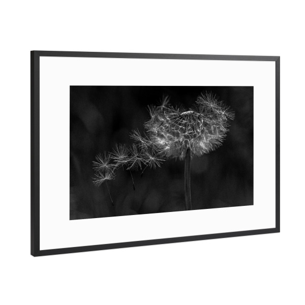 Poster mit Rahmen Schwarz (Metallic) "Vom Wind verweht" artboxONE - Natur,Floral,Schwarzweiß