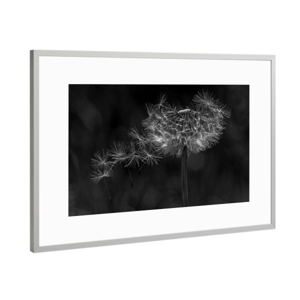Poster mit Rahmen Silber "Vom Wind verweht" artboxONE - Natur,Floral,Schwarzweiß