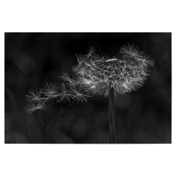 Poster "Vom Wind verweht" artboxONE - Natur,Floral,Schwarzweiß