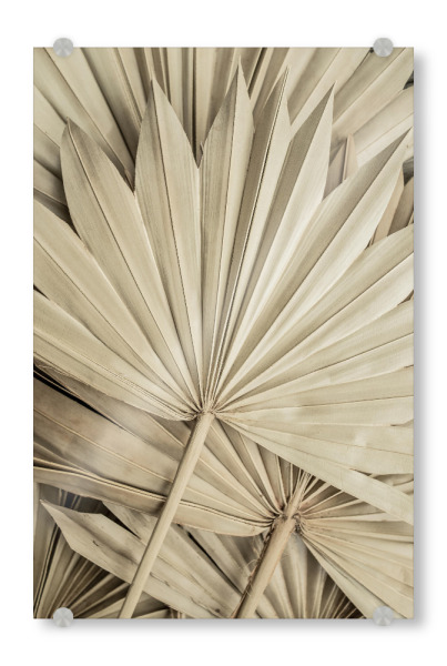 Acrylglasbild "Golden Fan Palm Leaves" artboxONE - Natur