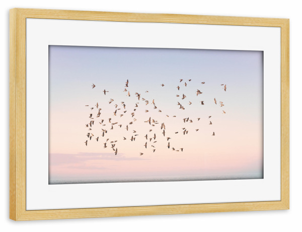 Poster mit Rahmen kiefer "Before the Sun Sets" artboxONE - Natur,Reise,Tiere