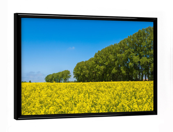 Poster mit schwarzem Rahmen "Rapsfeld und Bäume" artboxONE - Natur,Reise
