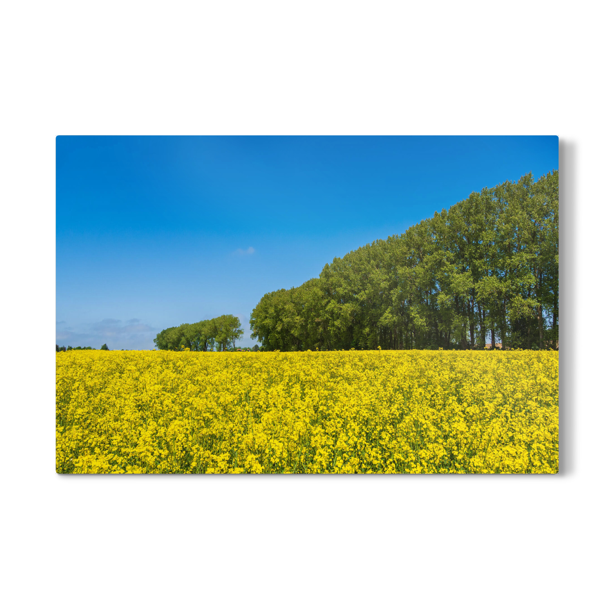 Galerie-Print "Rapsfeld und Bäume" 75x50 cm artboxONE