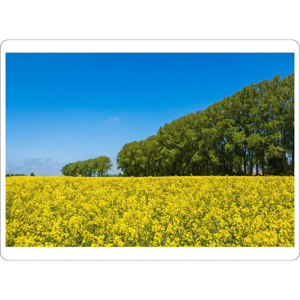 Tischset "Rapsfeld und Bäume" artboxONE - Natur,Reise