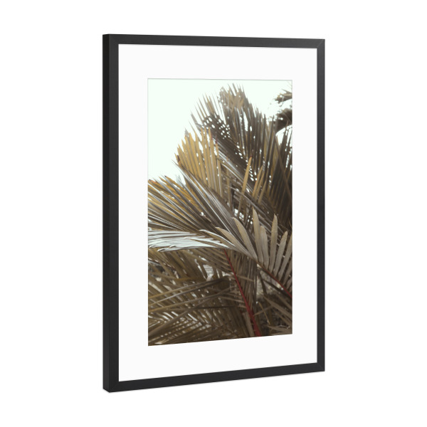 Poster mit Rahmen Schwarz (Metallic) "Green Coconut Tree" artboxONE - Natur