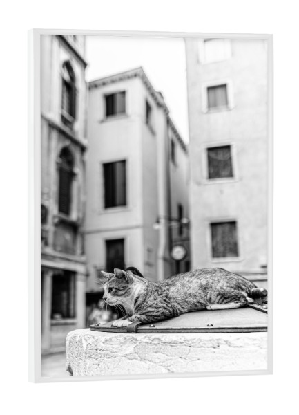 Poster mit weißem Rahmen "Auf der Lauer" artboxONE - Reise,Tiere,Architektur