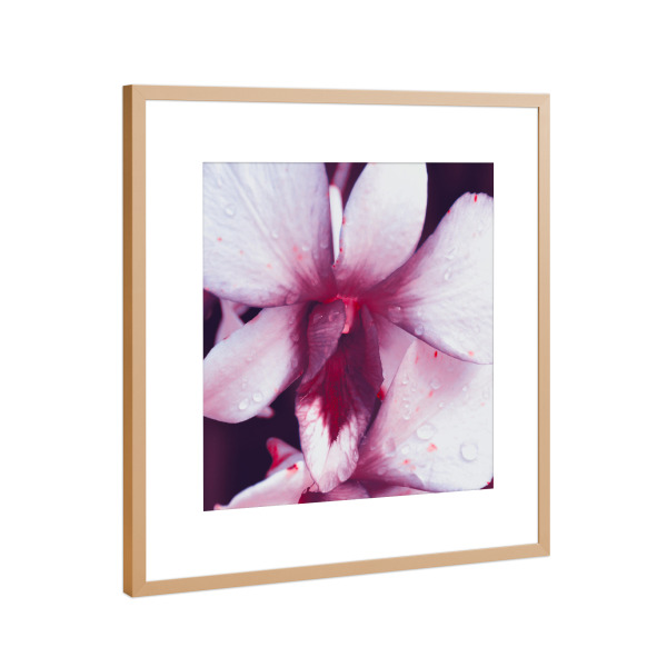 Poster mit Rahmen Kupfer "Pinke Orchidee" artboxONE - Natur,Floral,Reise / Asien,Für Mama
