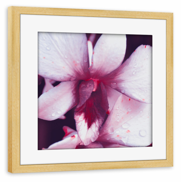 Poster mit Rahmen kiefer "Pinke Orchidee" artboxONE - Natur,Floral,Reise / Asien,Für Mama