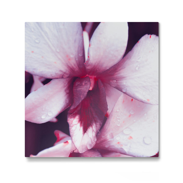 Galerie-Print "Pinke Orchidee" 30x30 cm artboxONE
