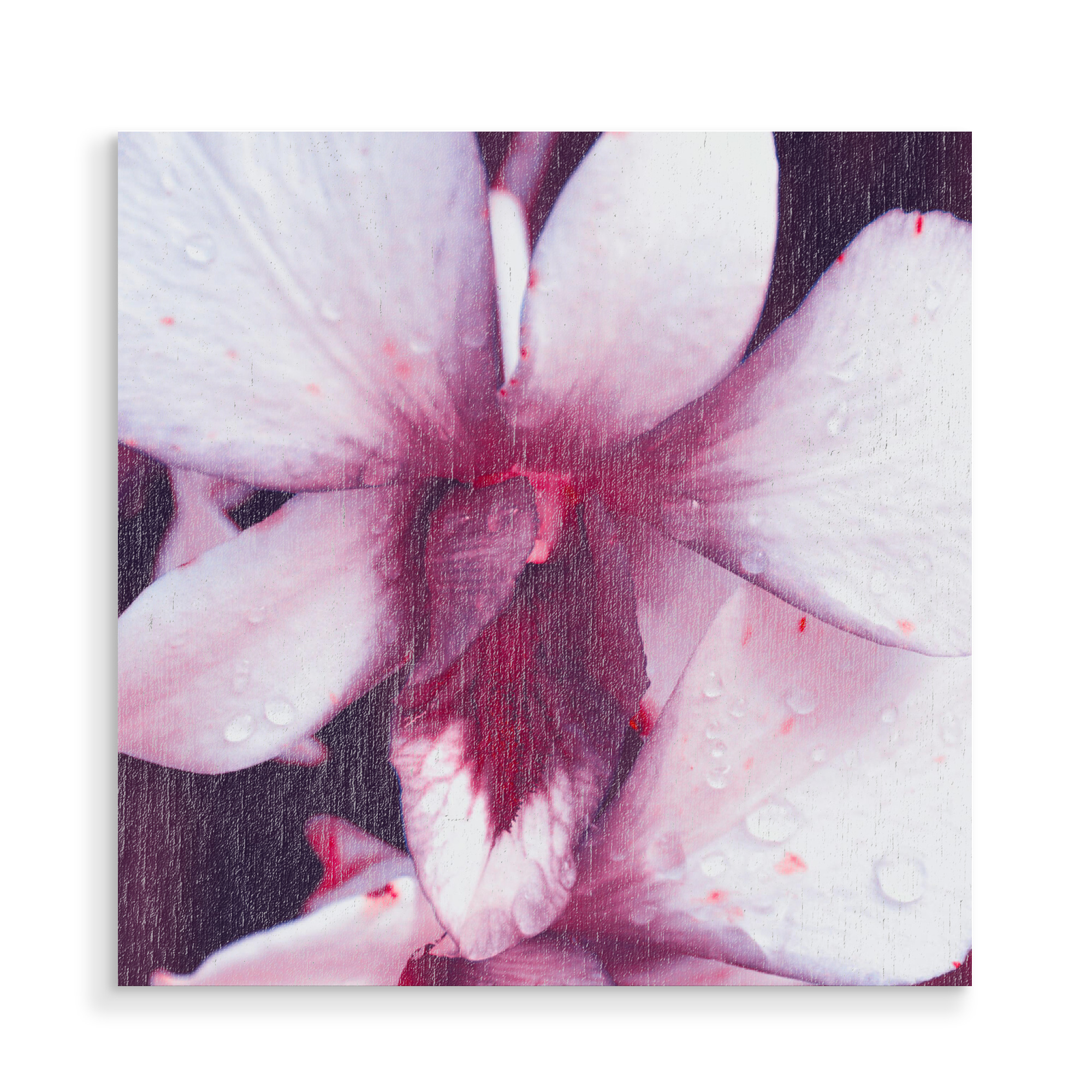 Holzbild "Pinke Orchidee" artboxONE - Natur,Floral,Reise / Asien,Für Mama